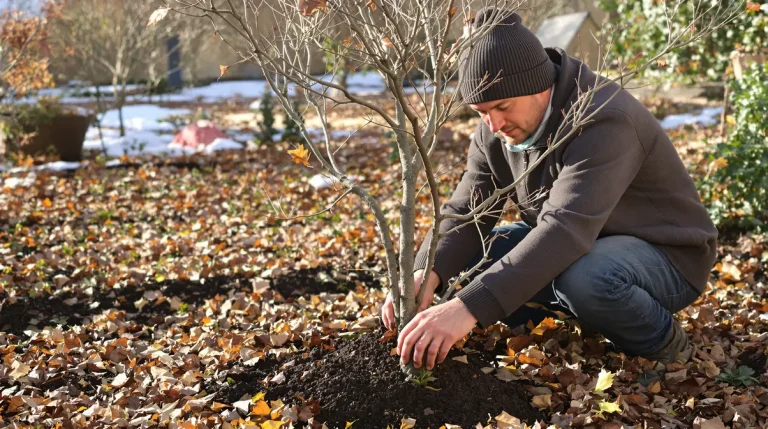 Ce fruitier méconnu venu d’Asie supporte -15 °C : planté maintenant, il promet des récoltes spectaculaires dès l’automne